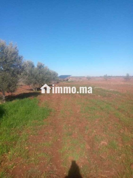 أراضي فلاحية للبيع - Vente Immobilier - Marrakech - photo 5