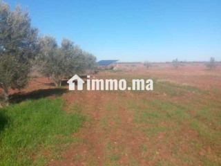 أراضي فلاحية للبيع - Terrain à vendre - Marrakech