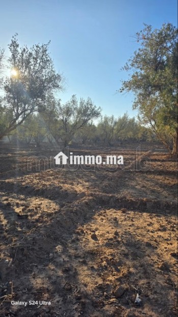 Annonce – Terrain titré à vendre à Marrakech - Vente Immobilier - Marrakech - photo 3