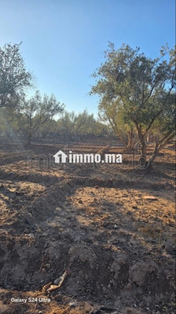 Annonce – Terrain titré à vendre à Marrakech - Vente Immobilier - Marrakech - photo 4
