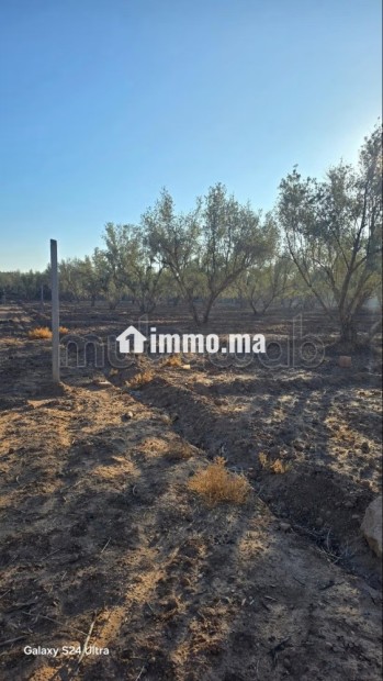 Annonce – Terrain titré à vendre à Marrakech - Vente Immobilier - Marrakech - photo 5