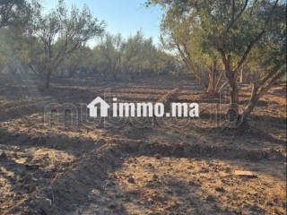 Annonce – Terrain titré à vendre à Marrakech - Terrain à vendre - Marrakech