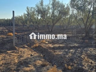 Annonce – Terrain titré à vendre à Marrakech - Terrain à vendre - Marrakech