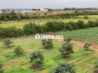 للإيجار: مزرعة فلاحية - Terrain à louer - Larache