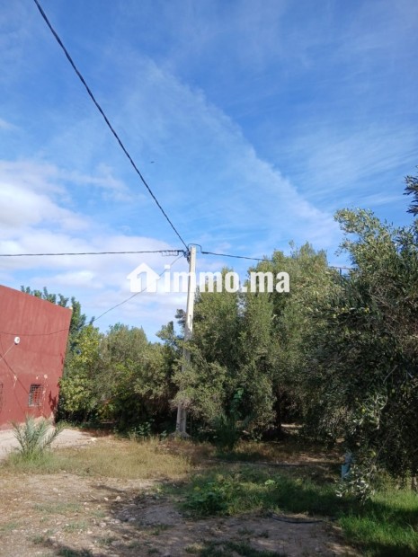 مزرعة بحد الدرى للبيع - Vente Immobilier - Essaouira - photo 2