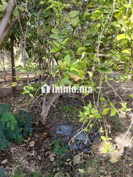 مزرعة بحد الدرى للبيع - Vente Immobilier - Essaouira - photo 3