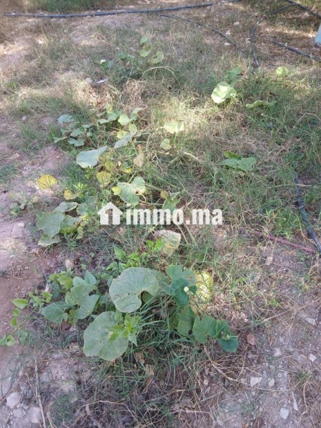مزرعة بحد الدرى للبيع - Vente Immobilier - Essaouira - photo 4