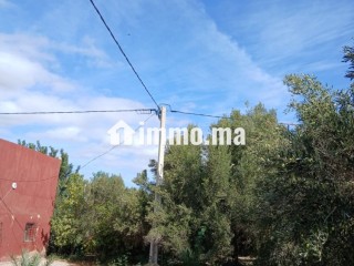 مزرعة بحد الدرى للبيع - Terrain à vendre - Essaouira