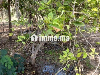 مزرعة بحد الدرى للبيع - Terrain à vendre - Essaouira
