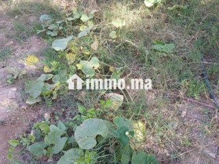 مزرعة بحد الدرى للبيع - Terrain à vendre - Essaouira