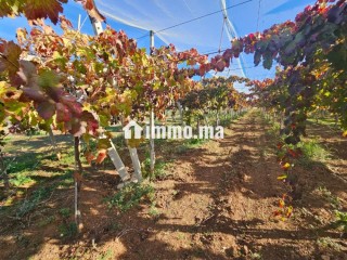 Ferme de luxe à vendre Région de Meknès - Terrain à vendre - Meknes