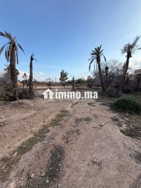Terrain palmeraie Marrakech - Vente Immobilier - Marrakech - photo 1