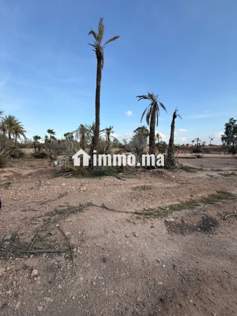 Terrain palmeraie Marrakech - Vente Immobilier - Marrakech - photo 4