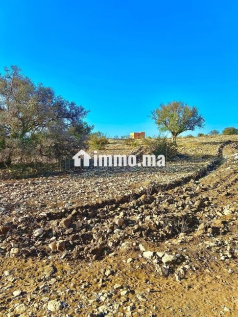 Vente de Terrain à proximité d'Essaouira 3 ha - Vente Immobilier - Essaouira - photo 3