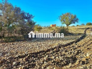Vente de Terrain à proximité d'Essaouira 3 ha - Terrain à vendre - Essaouira