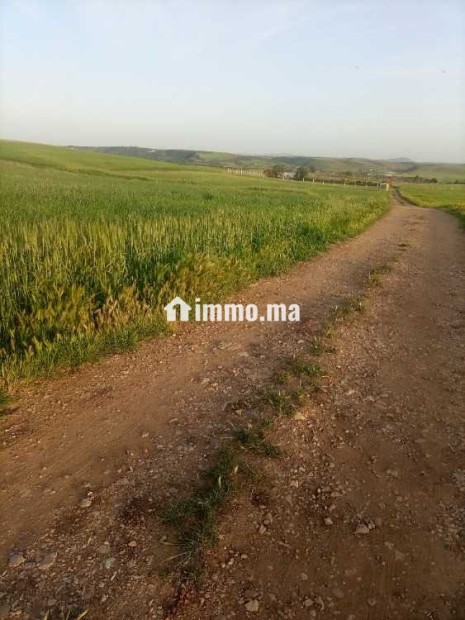 Terrain à vendre - Vente Immobilier - Khemisset - photo 3