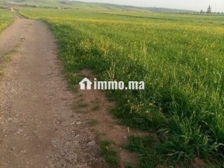 Terrain à vendre - Terrain à vendre - Khemisset
