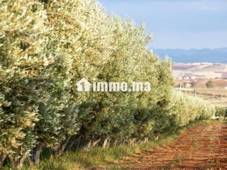 Ferme à la vente à Khemis Sidi Yahya.
Surface de 40000 m² - Terrain à vendre