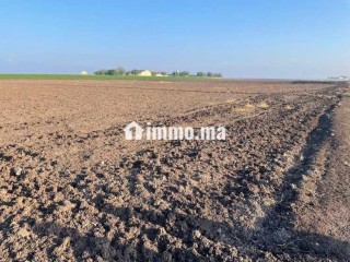 Terrain Agricole de 2,5Ha à Vendre à Oulad Zidane - Terrain à vendre - Casablanca