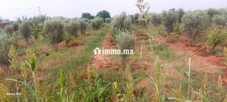 Terrain a vendre agadir issen - Vente Immobilier - Agadir - photo 5