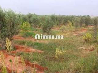 Terrain a vendre agadir issen - Terrain à vendre - Agadir