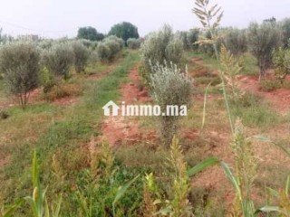 Terrain a vendre agadir issen - Terrain à vendre - Agadir