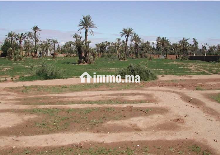 Terrain titré Zone urbaine-Palmeraie-1ha et 20 m2 - Vente Immobilier - Marrakech - photo 1
