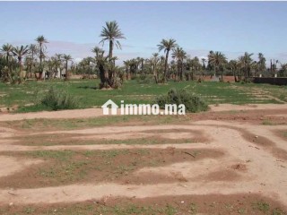Terrain titré Zone urbaine-Palmeraie-1ha et 20 m2 - Terrain à vendre - Marrakech