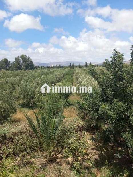 Ferme & huiliterie - Vente Immobilier - Essaouira - photo 1