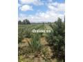 Ferme & huiliterie - miniature 1