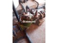 Ferme & huiliterie - miniature 8