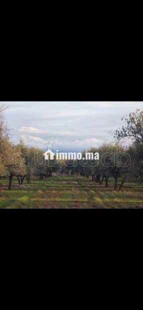 Terrain pour une villa - Vente Immobilier - Marrakech - photo 2