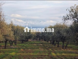 Terrain pour une villa - Villa à vendre - Marrakech