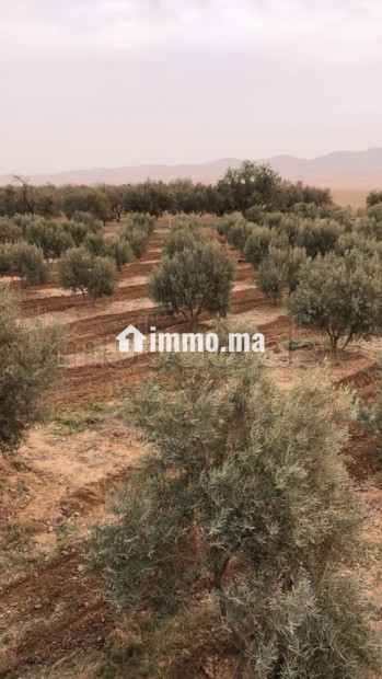Maison en cours de rénovation avec Terrain - Vente Immobilier - Autre - photo 1