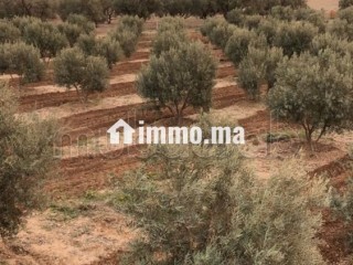 Maison en cours de rénovation avec Terrain - Maison à vendre - Autre