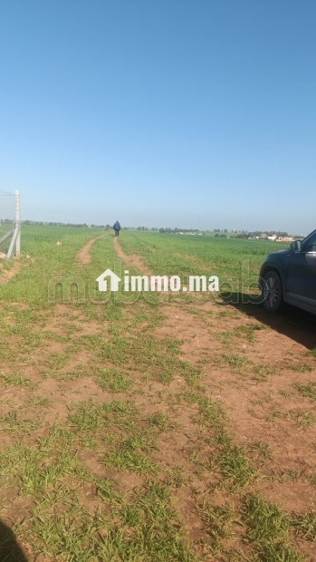 Terrain à la vente à Sidi Rahal Chatai. Surface totale 10000 m² - Vente Immobilier - Sidi Rahal Chatai - photo 2