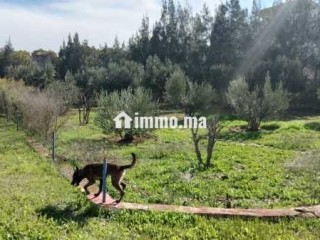 Projet maison d'hôtes ou résidence familiale - Maison à vendre - Essaouira