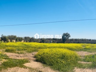 Terrain de 10000m2 a vendre, Vue Atlas - Terrain à vendre - Marrakech