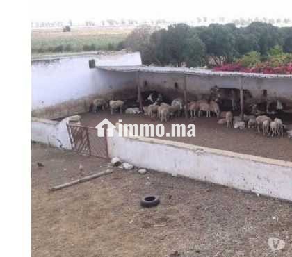 Terrain agricole a azemmour - Vente Immobilier - Rabat - photo 2