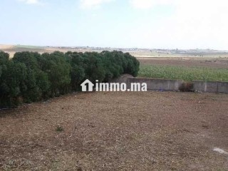 Terrain agricole a azemmour - Terrain à vendre - Rabat