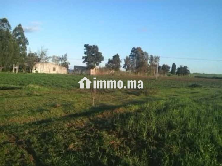 Terrain agricole a vendre - Vente Immobilier - Bouznika - photo 1