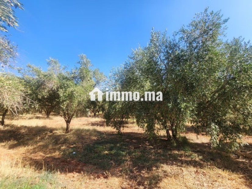 Terrain à vendre à Marrakech route tahnnoute - Vente Immobilier - Autre - photo 2