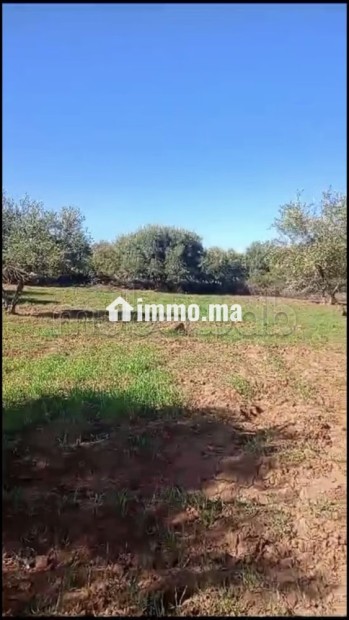 Terrain à vendre à Marrakech route tahnnoute - Vente Immobilier - Autre - photo 3