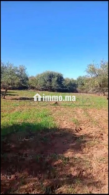 Terrain à vendre à Marrakech route tahnnoute - Vente Immobilier - Autre - photo 4