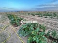 Terrain agricole mkam talba tiflet - miniature 3