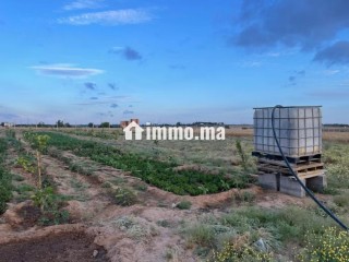 Terrain agricole mkam talba tiflet - Terrain à vendre - Autre