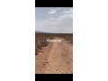 Terrain titré 32,5 Ha, Vue Atlas, 30km de Marrakech - miniature 3
