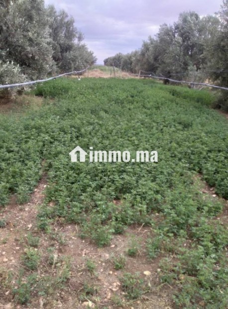 Ferme TITRE BIEN EQUIBE A VENDRE - Vente Immobilier - Khouribga - photo 1