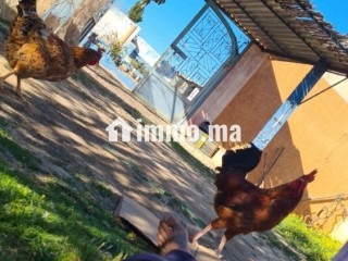 Ferme TITRE BIEN EQUIBE A VENDRE - Terrain à vendre - Khouribga