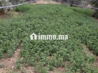 Ferme TITRE BIEN EQUIBE A VENDRE - Terrain à vendre - Khouribga